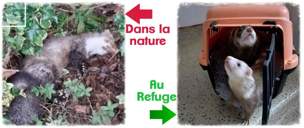 Un furet retrouvé mort dans la nature, et un furet en sécurité au refuge