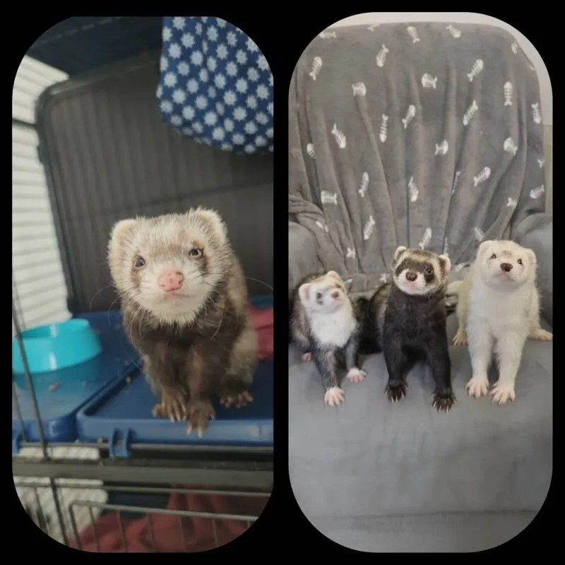 Des furets adoptés dans leur nouveau foyer