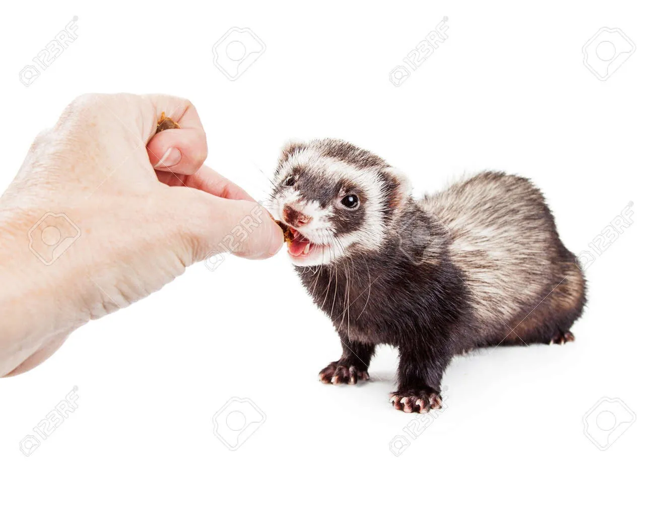 Un furet mange une friandise dans la main