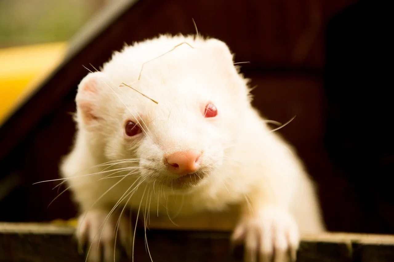 Un furet
