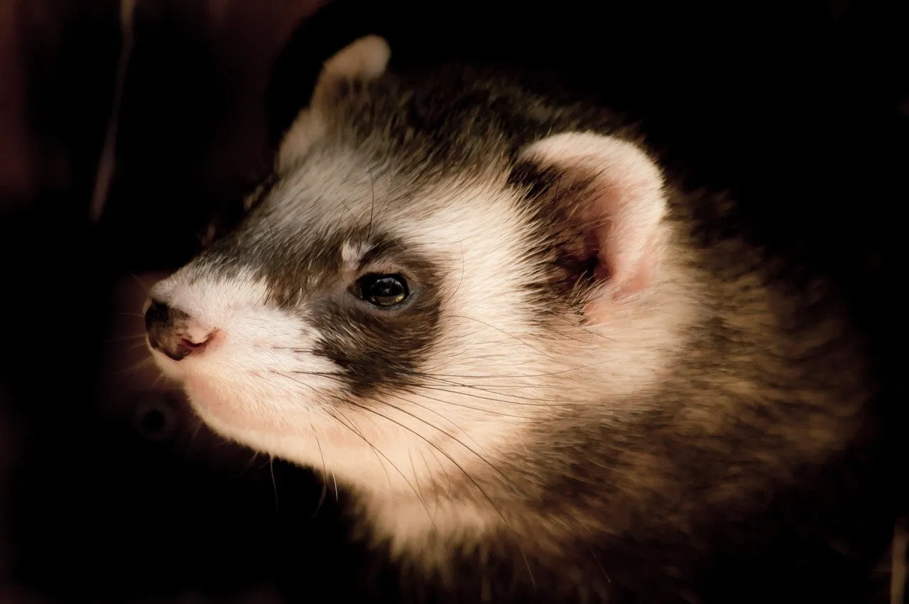 Un furet