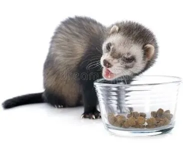 Croquettes Versele-Laga Complete Ferret