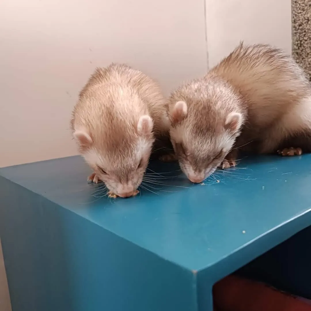 Edward & Jasper – photo 1