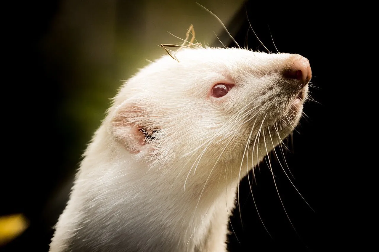 Un furet