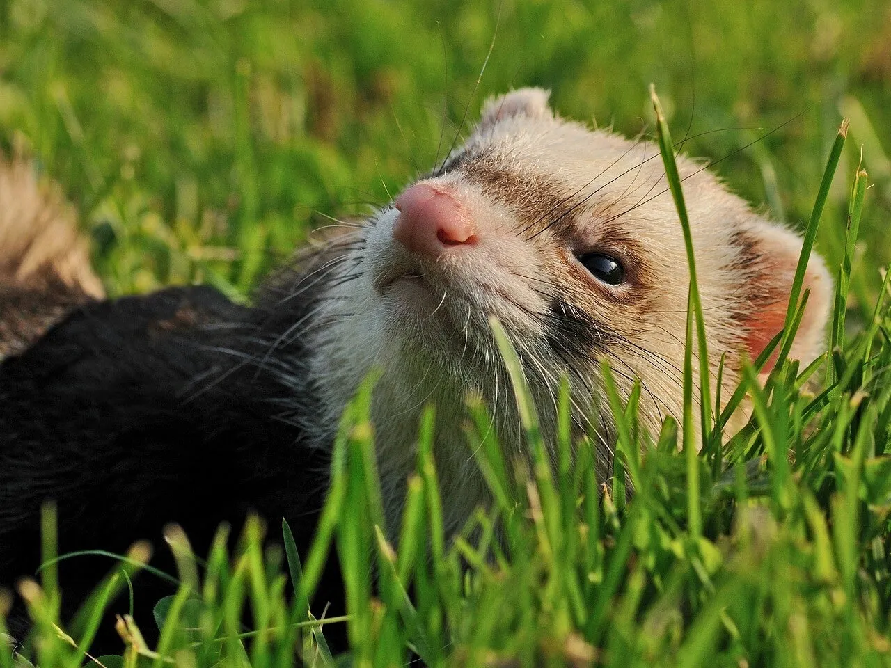Un furet