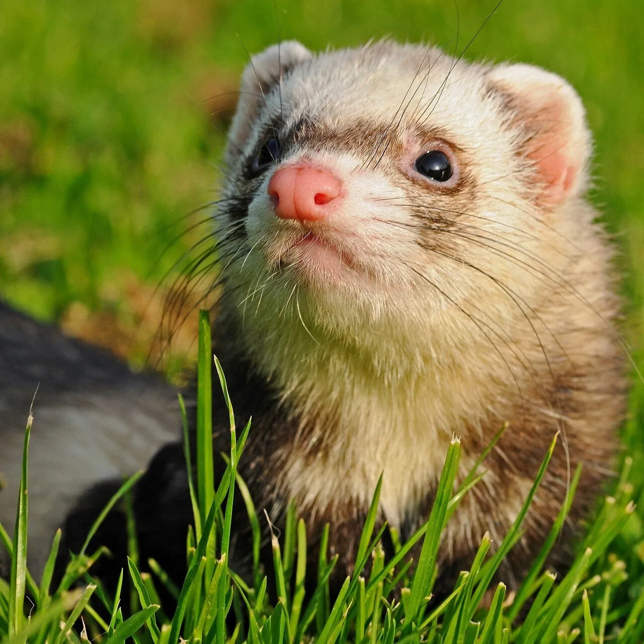 Un furet