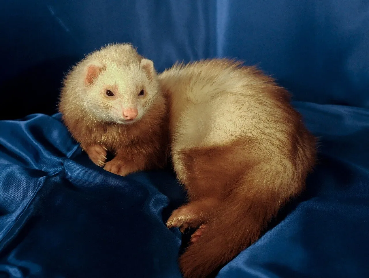 Un furet