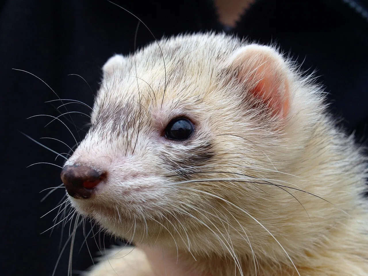 Un furet