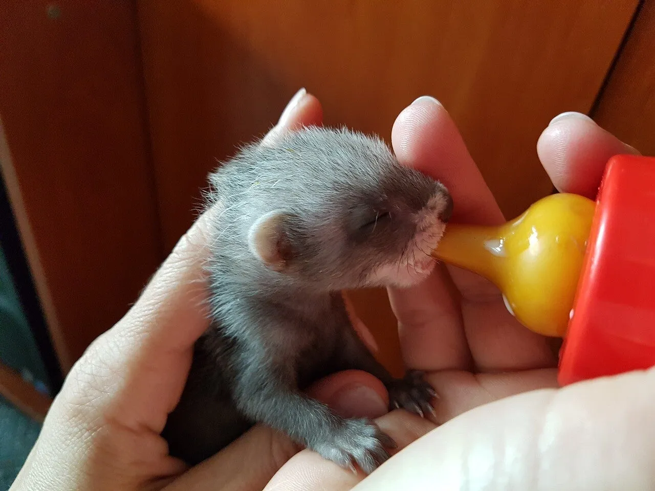 Un furet