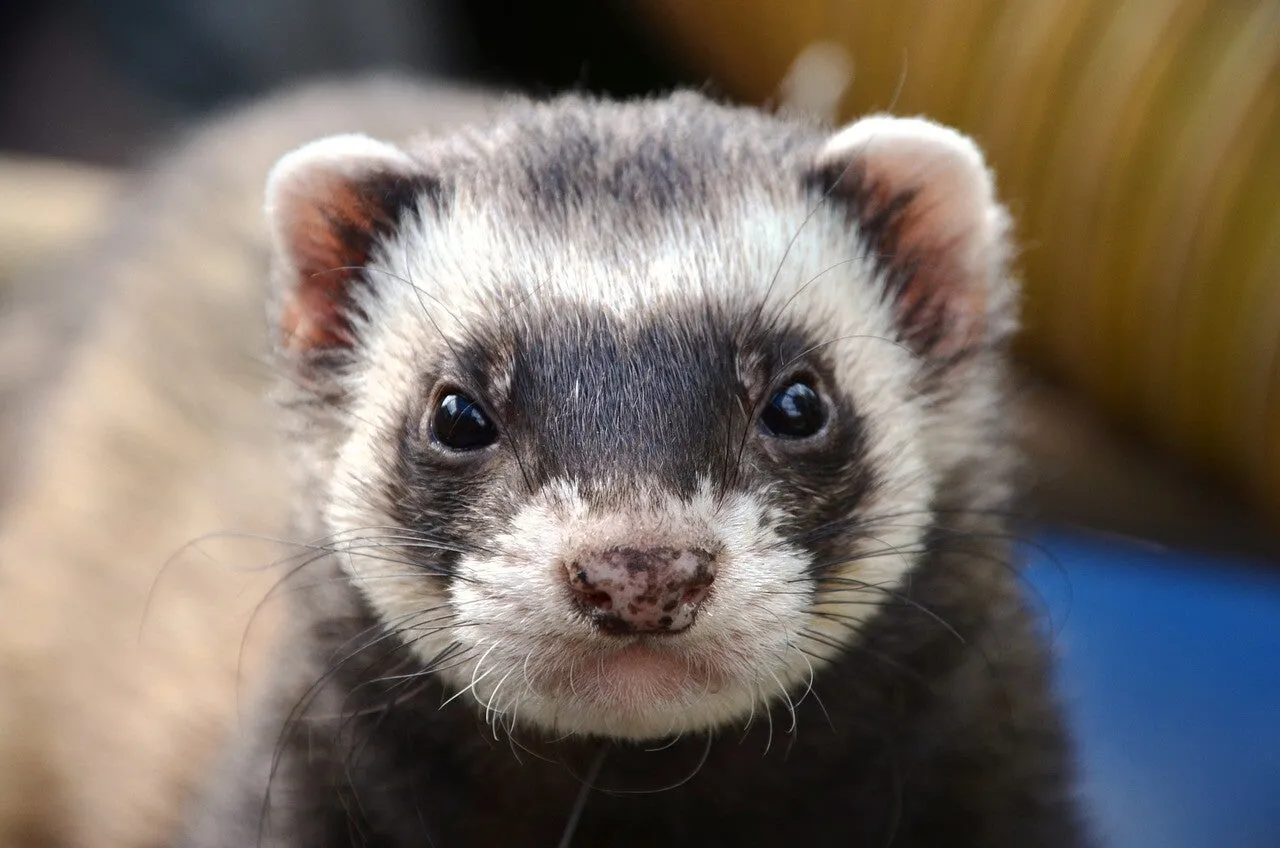 Un furet