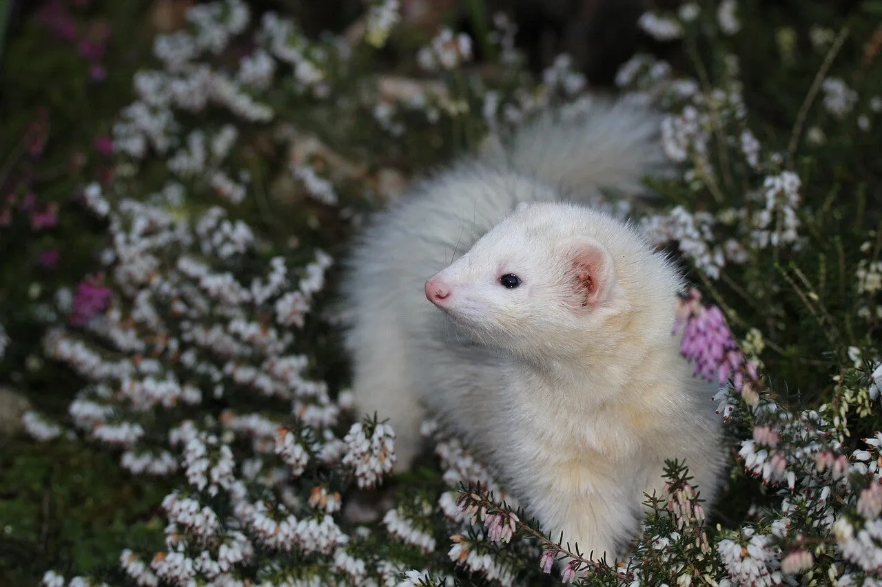 Un furet