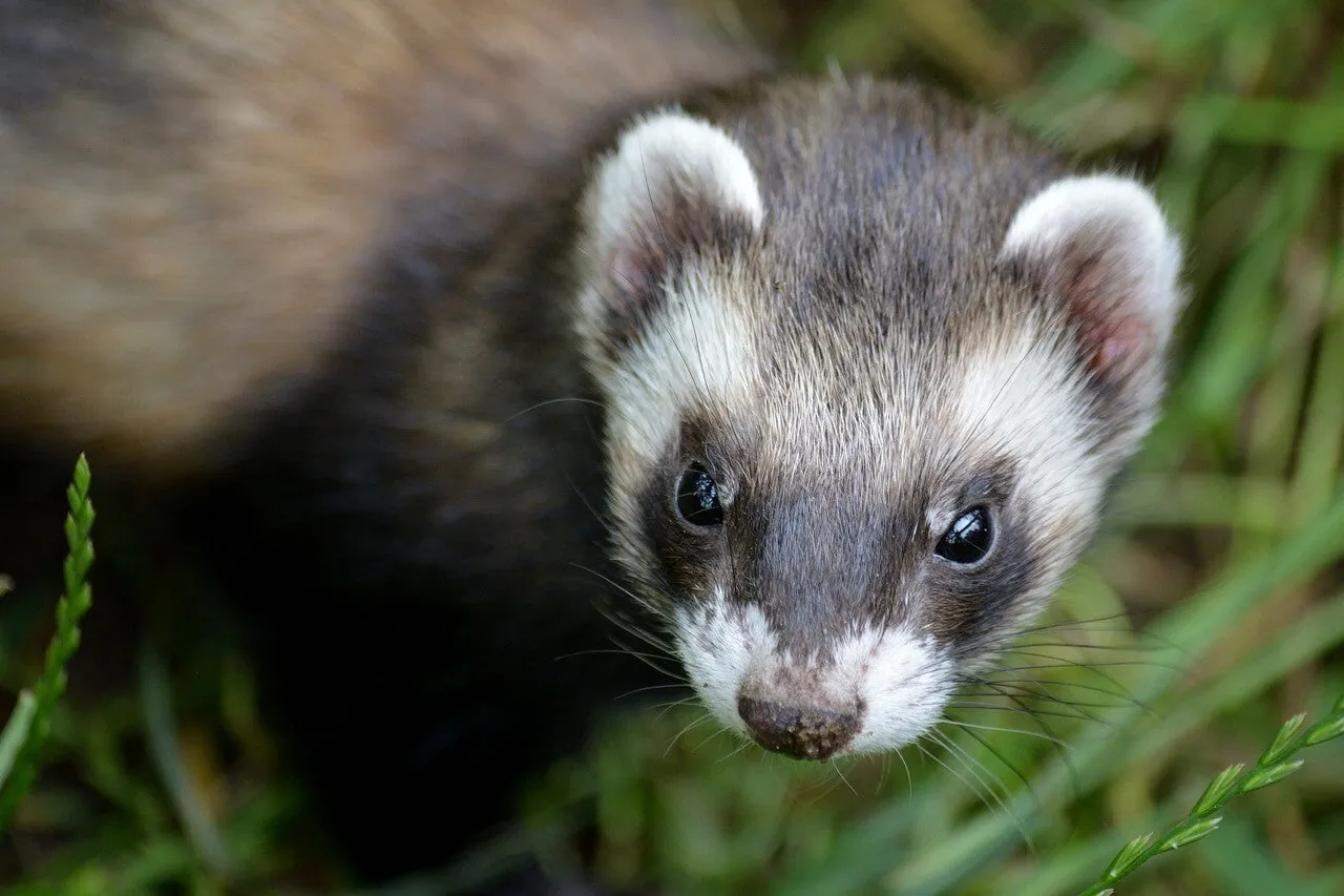 Un furet