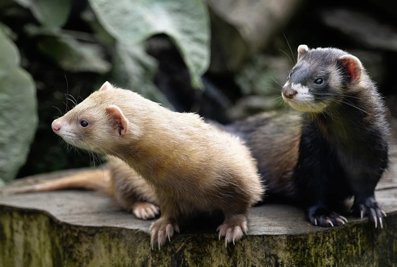 Un furet