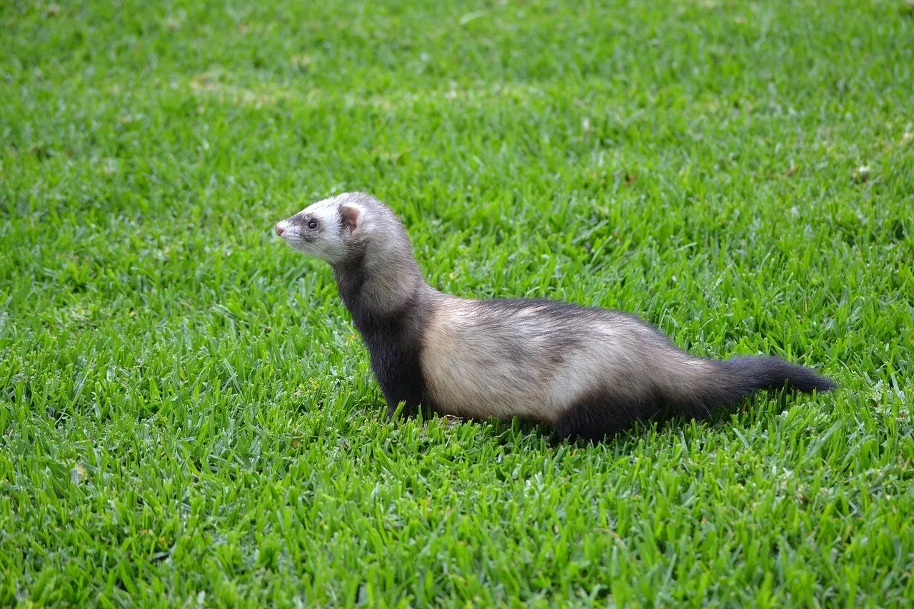 Un furet