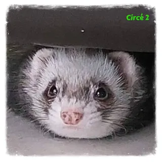 Circé 2