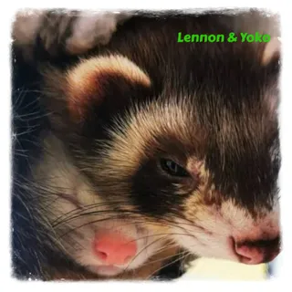 Lennon & Yoko