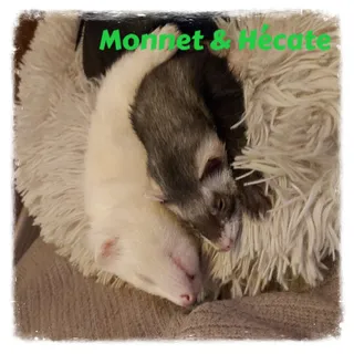 Monnet & Hécate