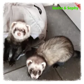Sasha & Saphy