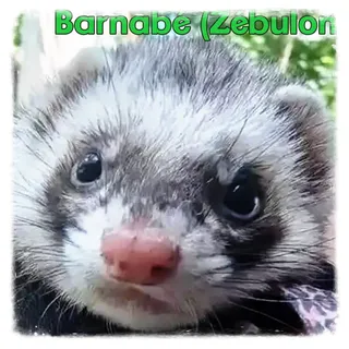 Barnabé (Zébulon)