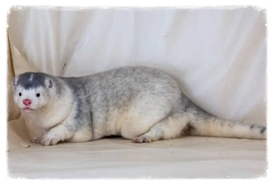 Furet obèse