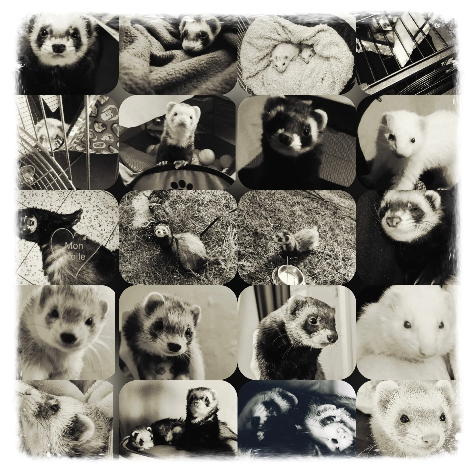 Mosaïque de photos de furets du refuge