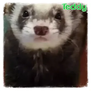 Teddy