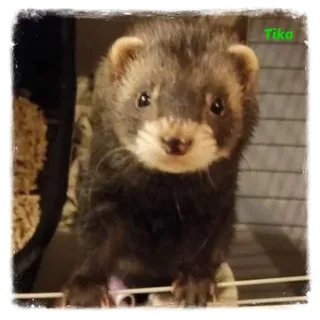 Tika