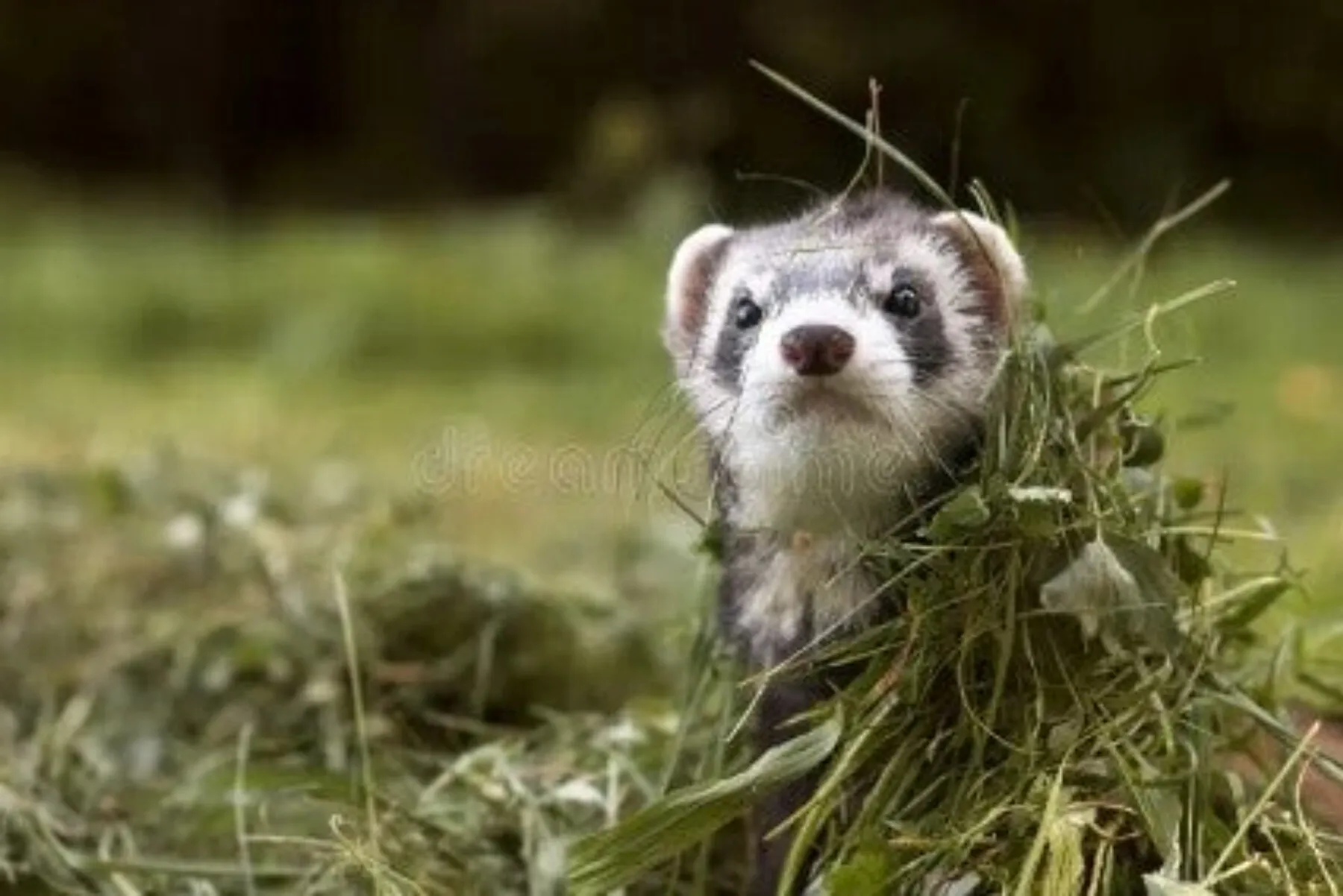 Un furet trouvé dans l’herbe