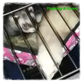 Tingting & Kuma