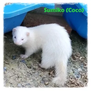 Sumiko (Coco)