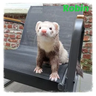 Robin