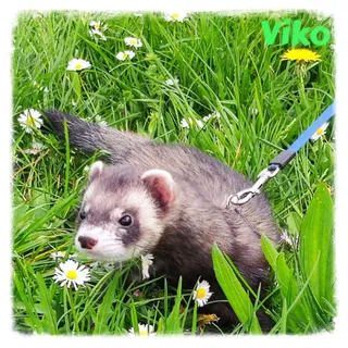 Viko