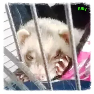 Billy