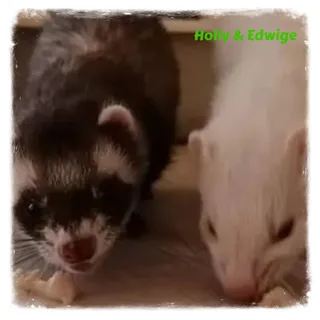 Holly & Edwige