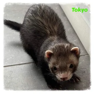 Tokyo