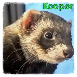 Kooper
