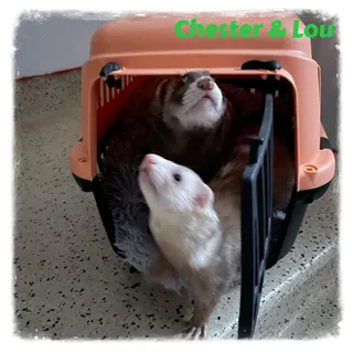 Chester & Lou
