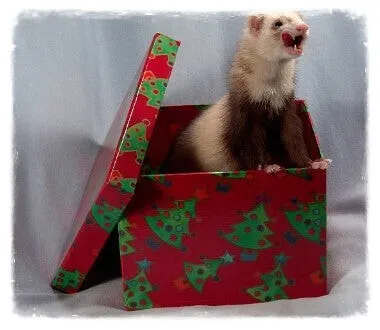 Un furet à l’adoption