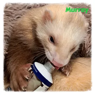 Murray