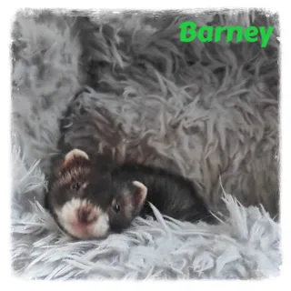 Barney