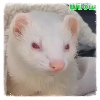 Willow