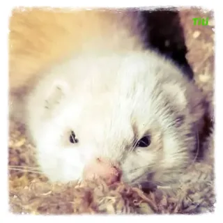 Titi