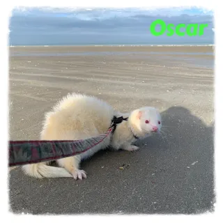 Oscar