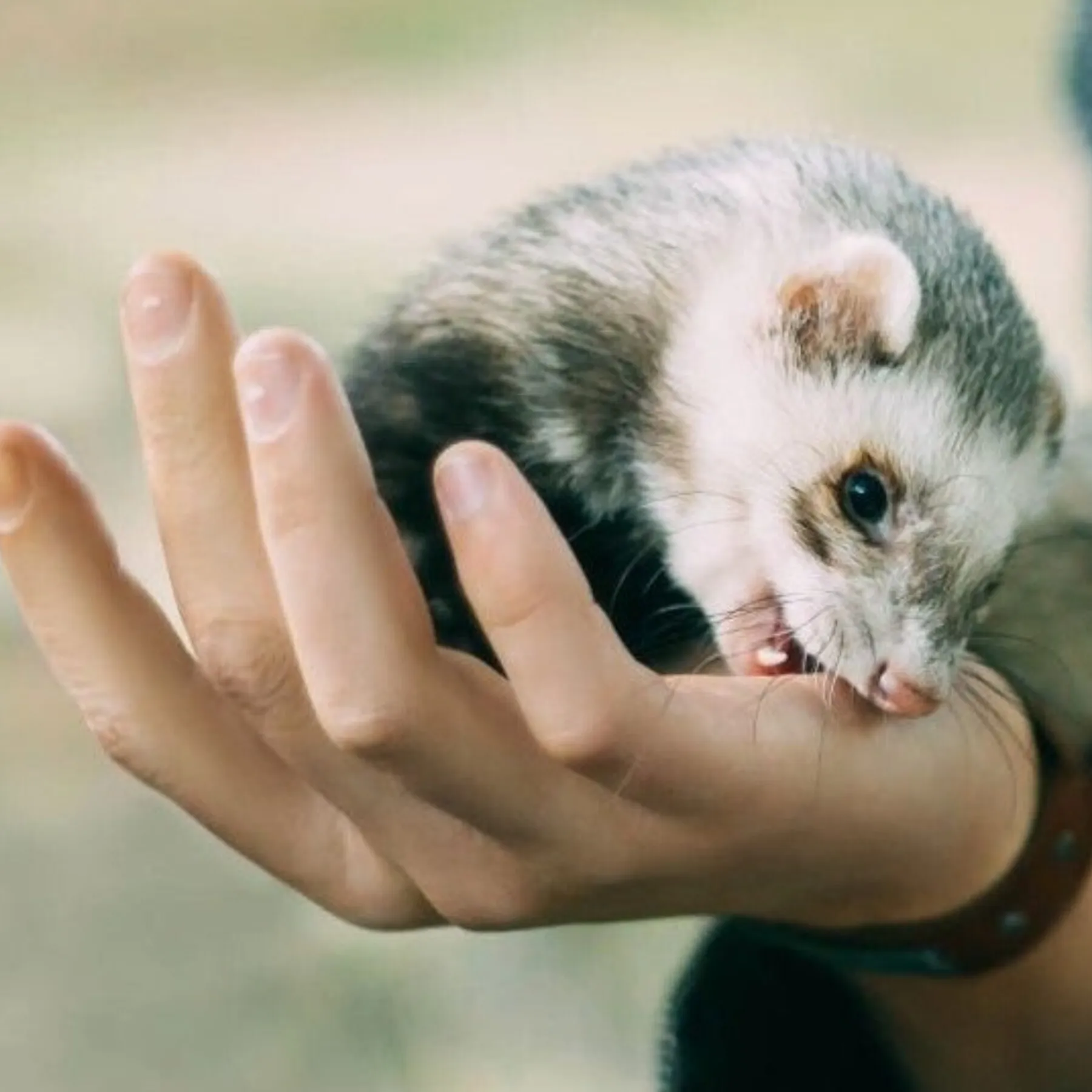 Un furet mordille une main