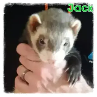 Jack