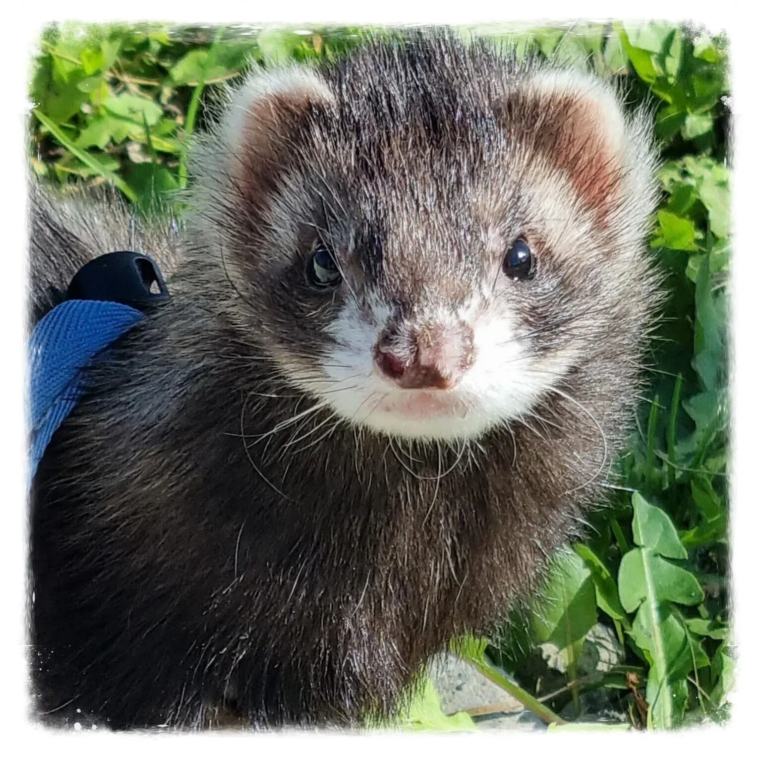 Un furet attend ses bénévoles