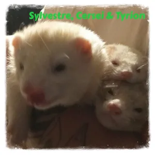 Sylvestre, Cersei & Tyrion