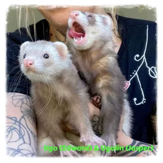 Ugo (Edward) & Ugolin (Jasper)