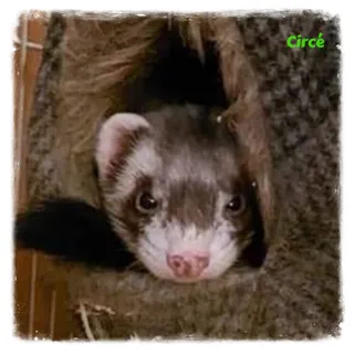 Circé