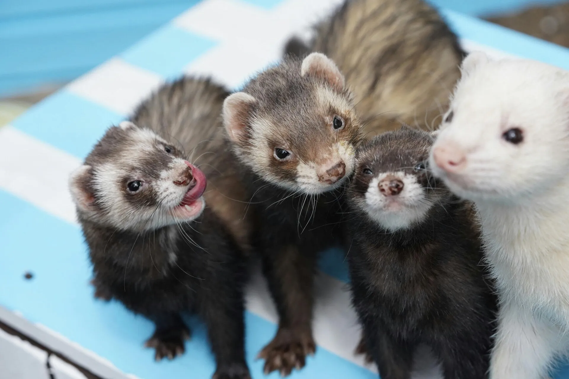 Un furet